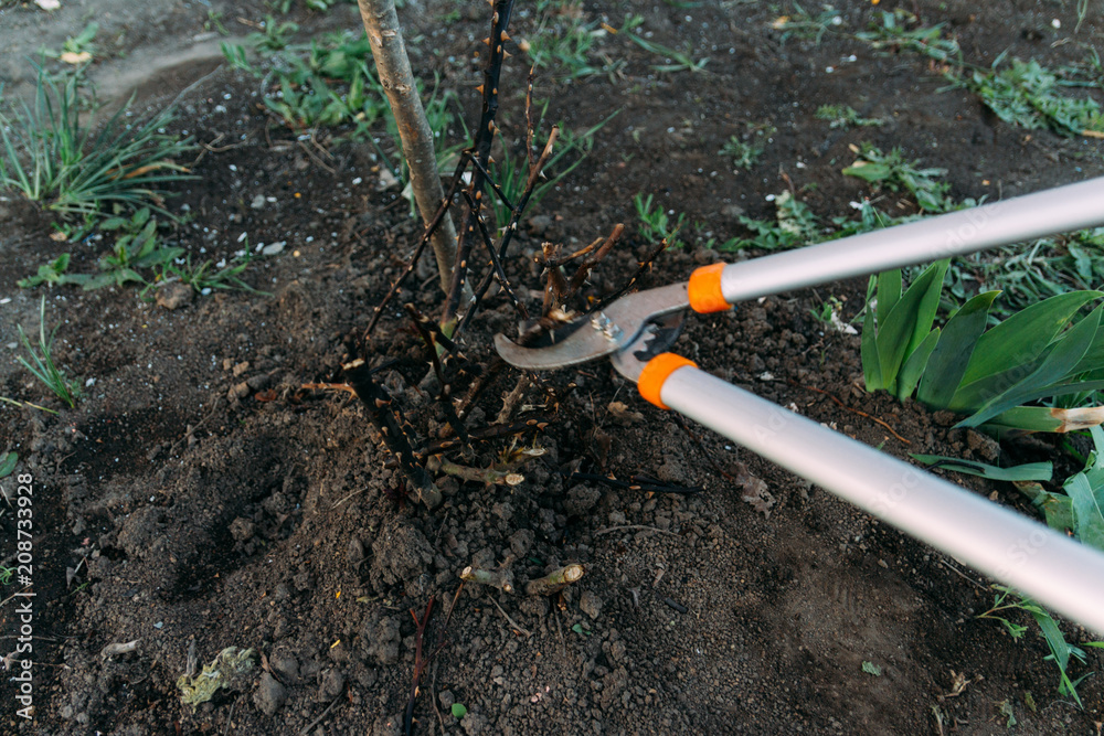Pruning roses early in the spring. Formation of a rose bush by a gardener. Secateur in the hands of the gardener. Pruning roses early in the spring. Formation of a rose bush by a gardener. Secateur in the hands of the gardener.