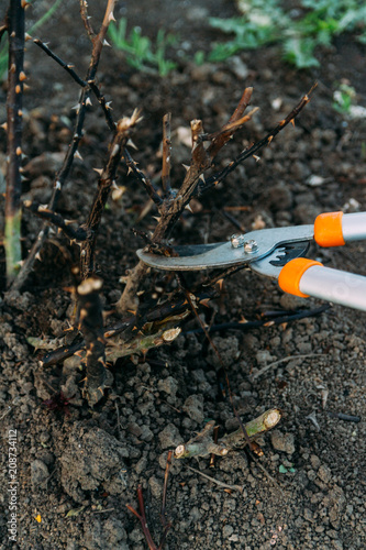 Wallpaper Mural Pruning roses early in the spring. Formation of a rose bush by a gardener. Secateur in the hands of the gardener. Torontodigital.ca