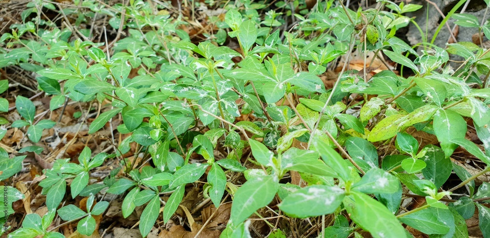 Fototapeta premium Green background of the ground cover plants. leaves texture. Top view. Natural green concept, Grass texture. Abstract background.