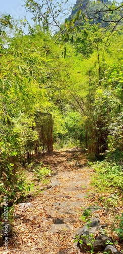Travel Thailand - road in the woods in Khao Nang Phanthurat Forest Park at Cha am. road in the forest with sunshine. travel on natural concept. Up the Hill, Covered with trees. staircase