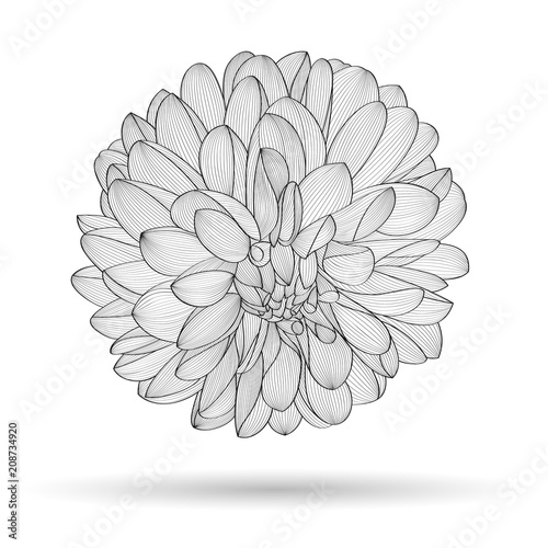 Fototapeta Naklejka Na Ścianę i Meble -  Abstract floral background. Vector flower dahlia. Element for design.