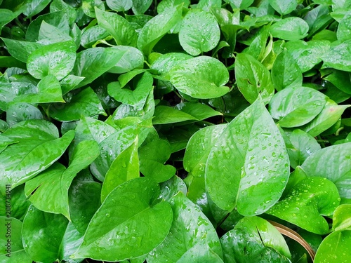 Top view Golden Pothos or Devil's ivy bush, Natural green wallpaper concept. Abstract leaves texture(Australian native monstera, centipede tongavine, hunter's robe, ivy arum, money plant, silver vine)