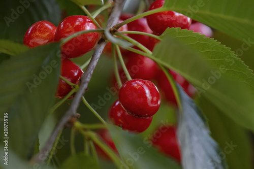 abundant branch of growing red ripe cherries