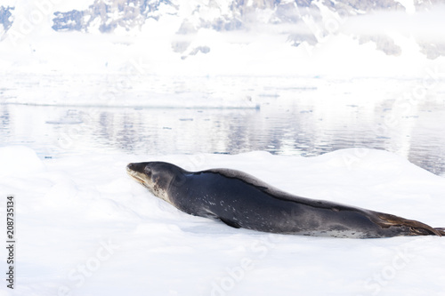 Leopard seal  Hydrurga leptonyx   Antarctic Peninsula
