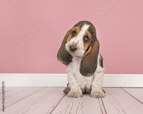 Cute tricolor basset hound puppy sitting looking  cute at the camera in a pink living room setting