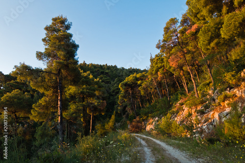Photos Golden glow of pine tree forest alongside island backroad at sunset, Skopelos is