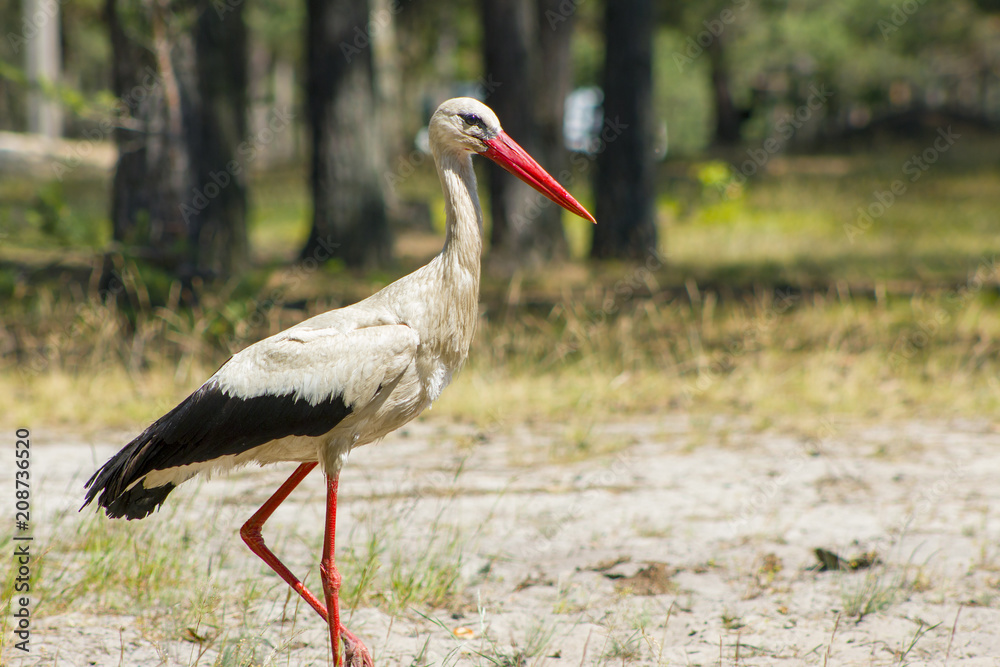 Stork walk in forest and looks for food. Beautiful big bird in nature Stork walk in forest and looks for food. Beautiful big bird in nature