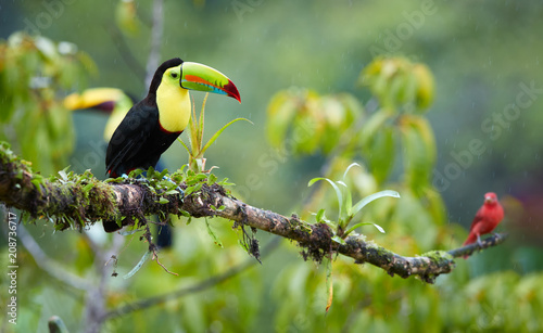 Two tropical birds with enormous beak  Keel-billed toucan  Ramphastos sulfuratus  perched on a mossy branch in the rain together with scarlet tanager. Costa Rican colorful toucan wildlife photography.