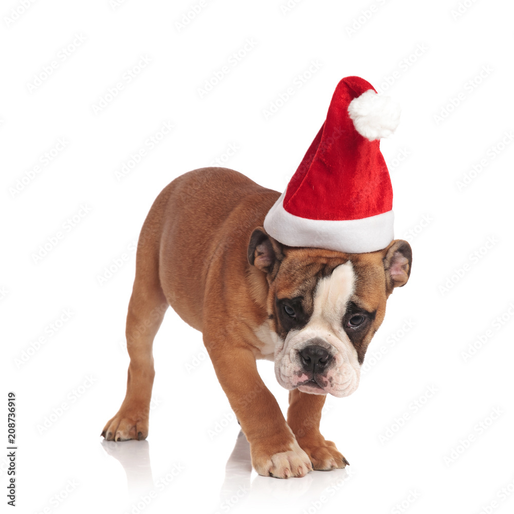 cute santa english bulldog picks up a scent