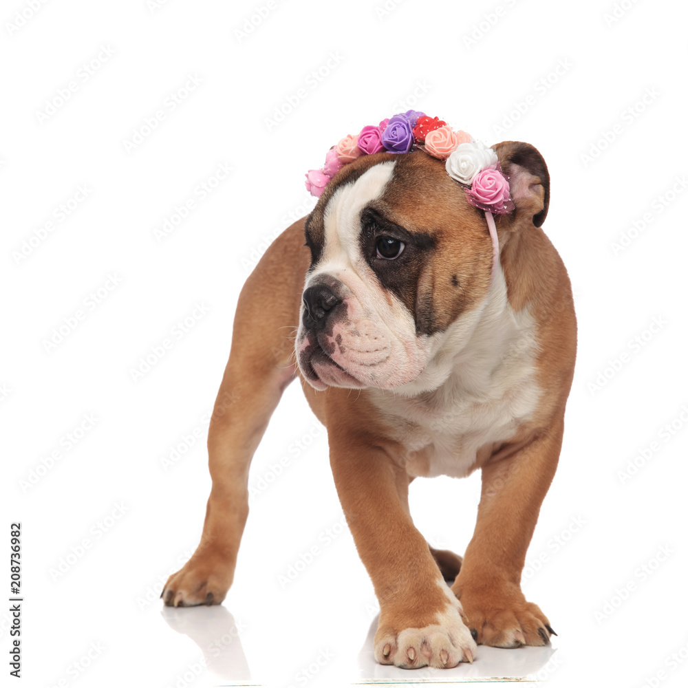 adorable curious english bulldog wearing flowers crown headband