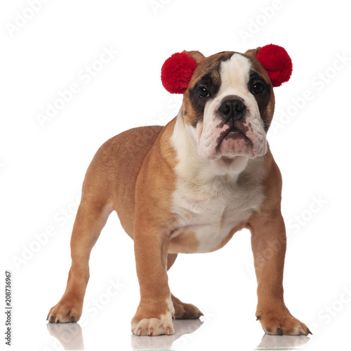 curious english bulldog wearing red earmuggs looks to side