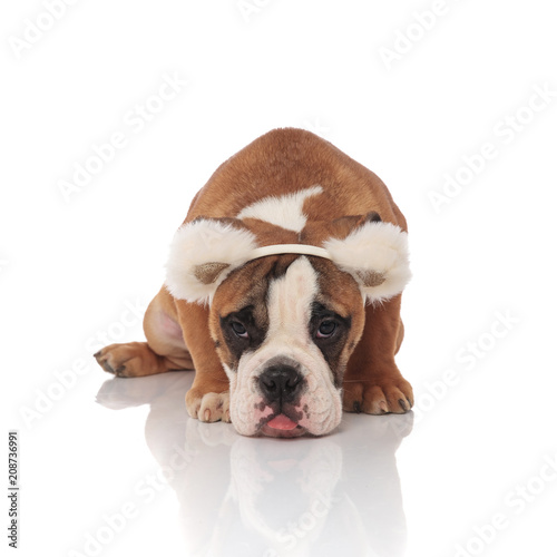 depressed english bulldog with bear ears headband sitting