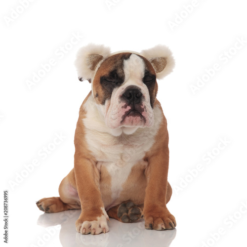 sleepy brown english bulldog with bear ears sitting © Viorel Sima