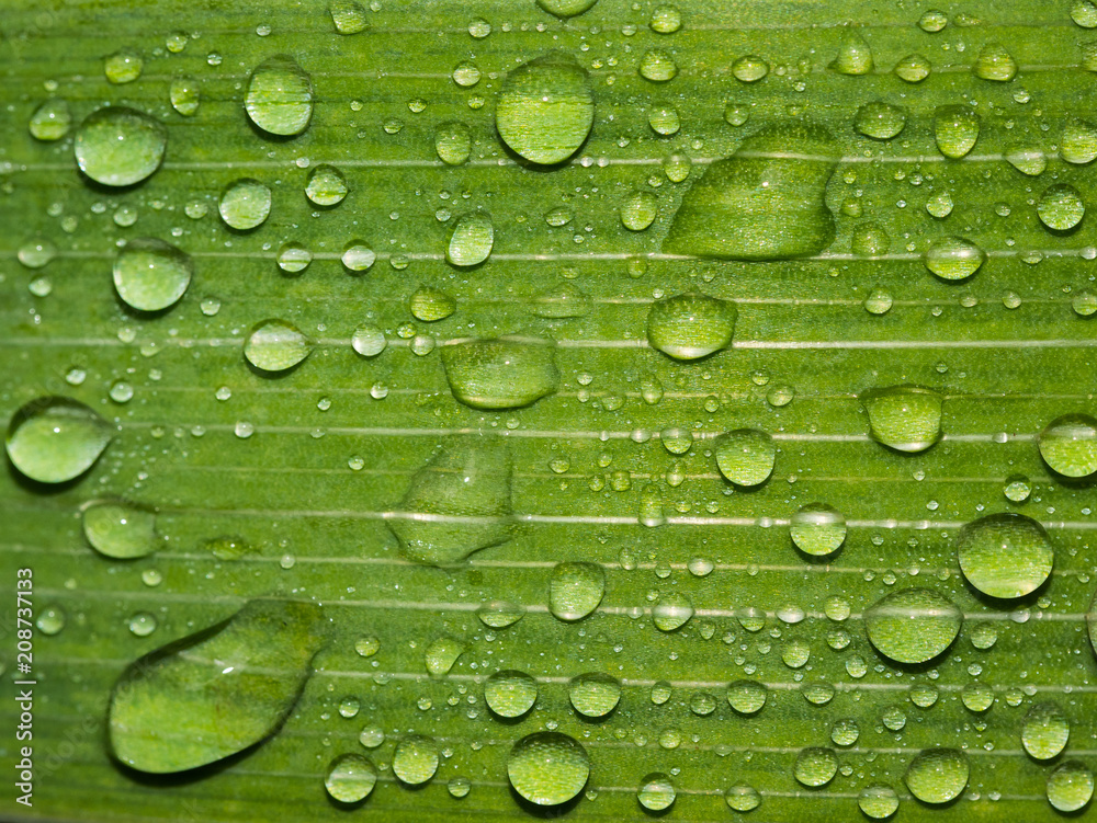Beautiful green leaf texture with drops of water Beautiful green leaf texture with drops of water