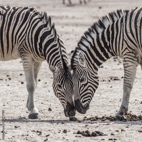 detail of zwo zebras