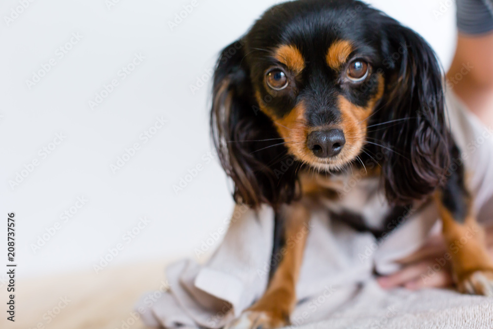 Small dog ready for a bath looking up with puppy dog eyes Small dog ready for a bath looking up with puppy dog eyes
