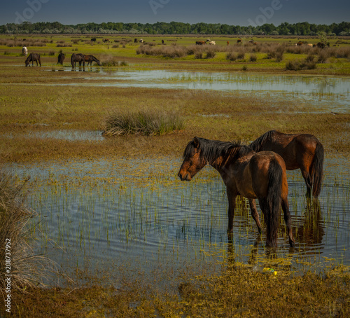 The beauty of the Danube Delta