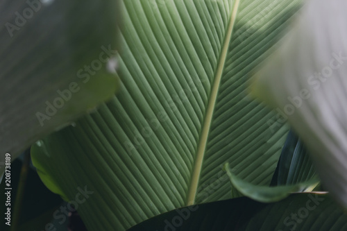 big green tropical leave texture in garden