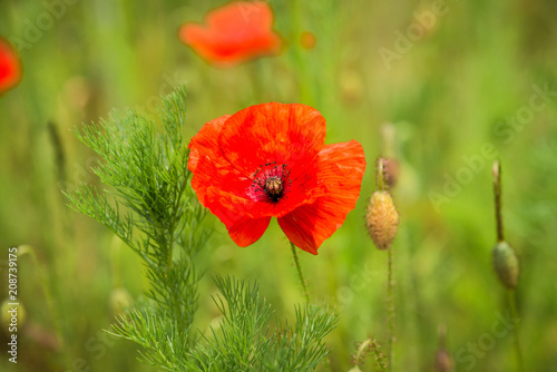 Poppies blooming in a field