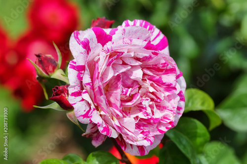 Neil Diamond Hybrid Tea Rose
