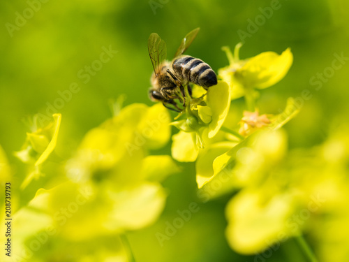 Bee Pollinating On Flower
