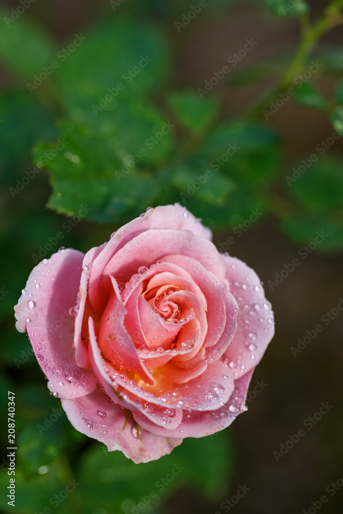 バラの花 バラの花