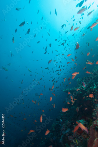 Fototapeta Naklejka Na Ścianę i Meble -  Schools of fish and healthy coral reef underwater