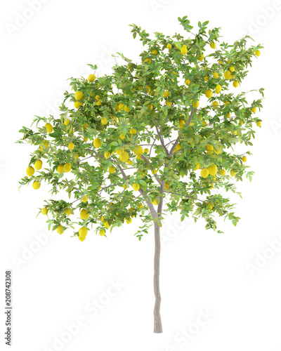 lemon tree with lemons isolated on white background