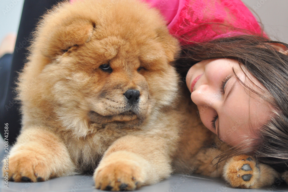 Happy girl play with her puppy in the house. Child and chow chow as a best friends Happy girl play with her puppy in the house. Child and chow chow as a best friends