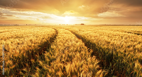 Panorama of wheat field at sunset