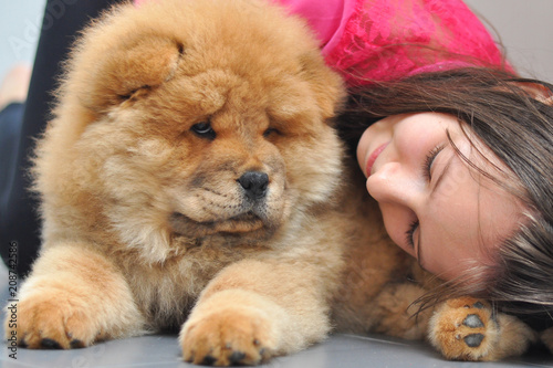 Happy girl play with her puppy in the house. Child and chow chow as a best friends