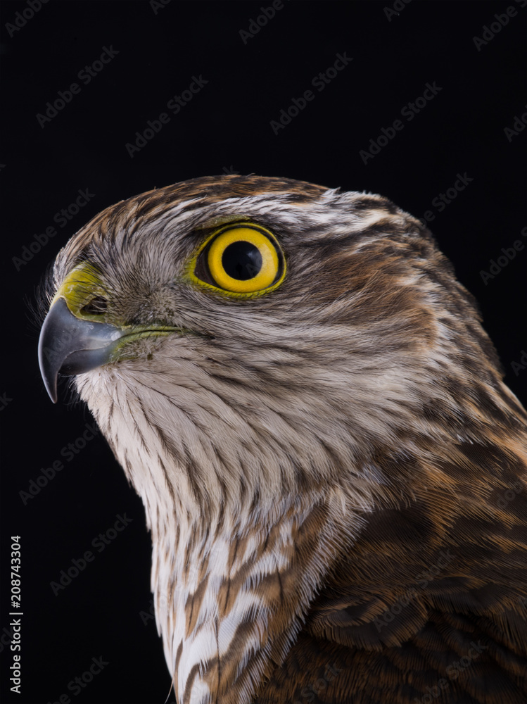 Obraz premium falcon isolated