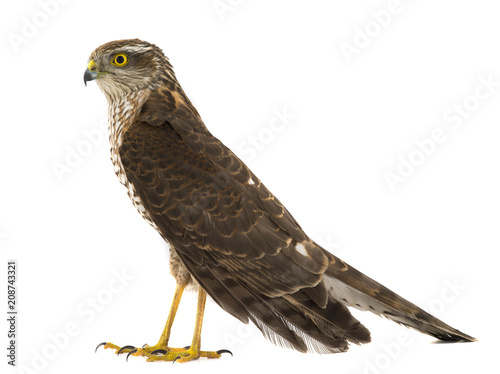 Samolepka falcon isolated