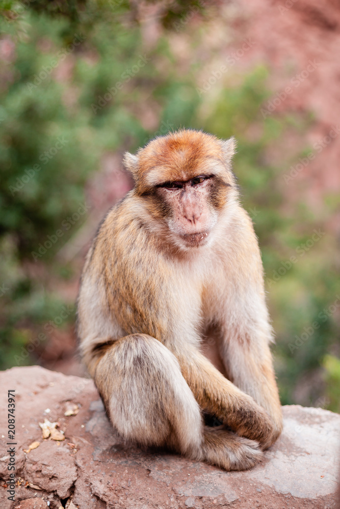 Monkey sitting and watching on tourists near the Ouzoud waterfall Monkey sitting and watching on tourists near the Ouzoud waterfall