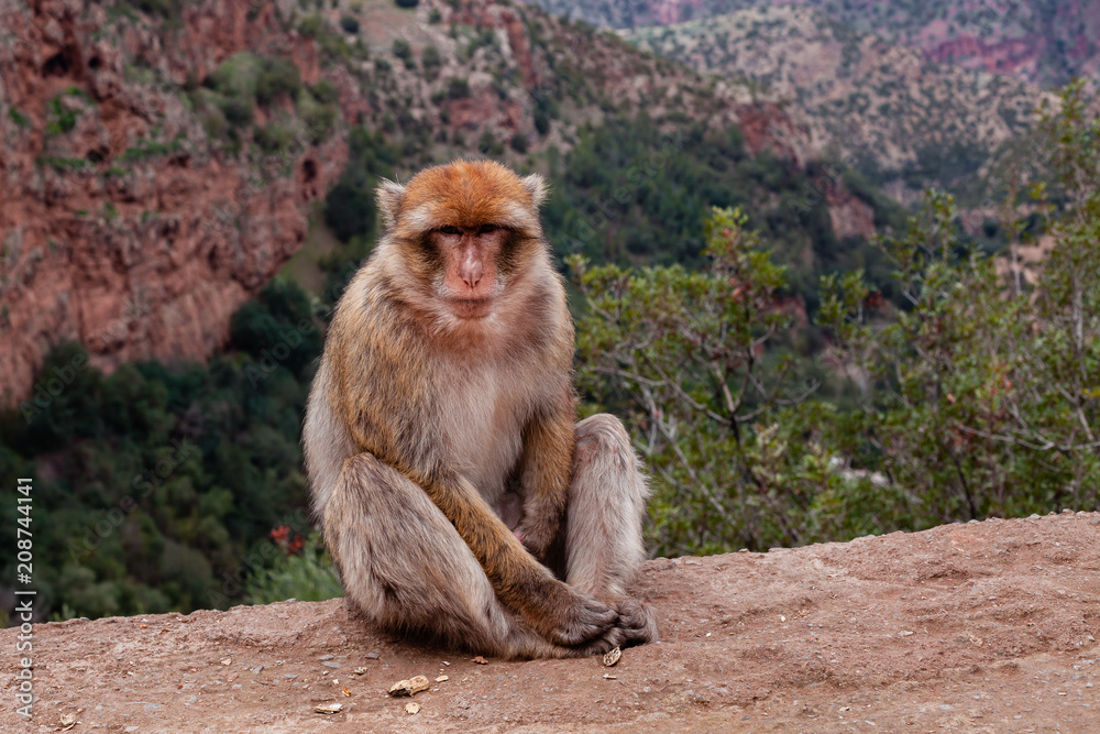 Naklejka premium Monkey sitting and watching on tourists near the Ouzoud waterfall