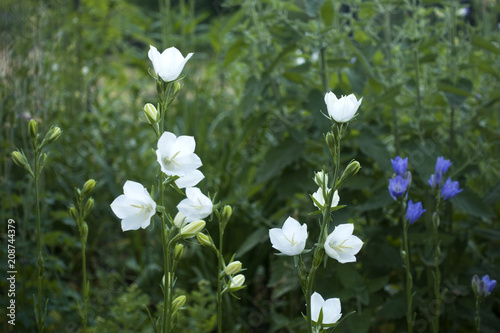 Blooming white bellflowers on a green meadow © Olga