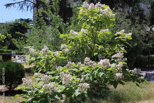 Fototapeta Naklejka Na Ścianę i Meble -  Park Crimea Evpatoria trees beauty