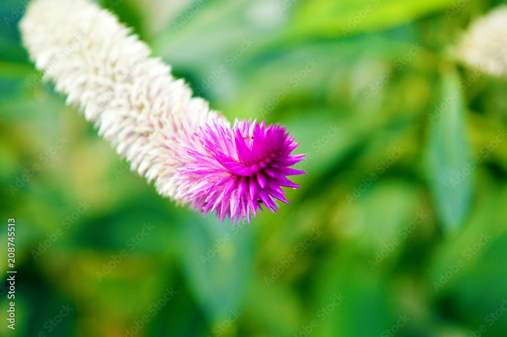 Fototapeta premium purple flower