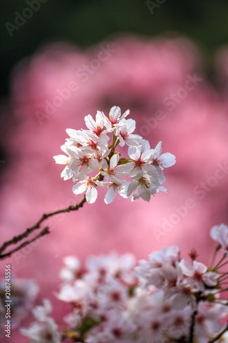 桜の花