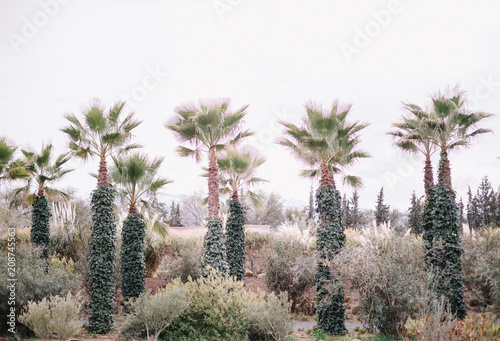 Landscape with palm trees in Anima garden near Marrakech.Morocco.