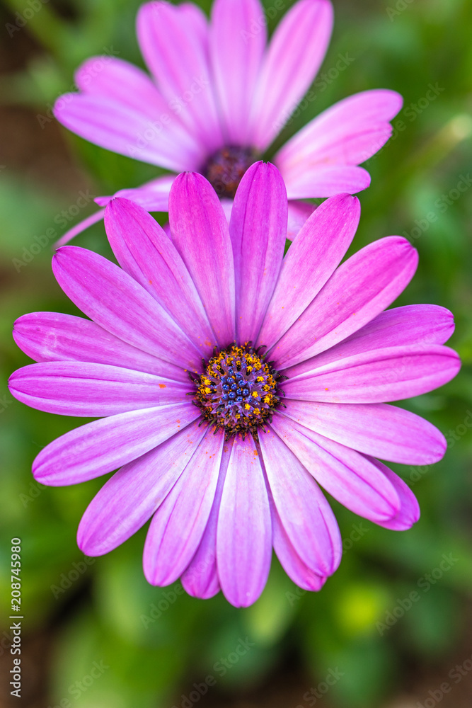 デイジーの花 デイジーの花