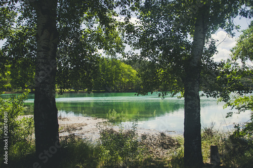 two trees beside a lake