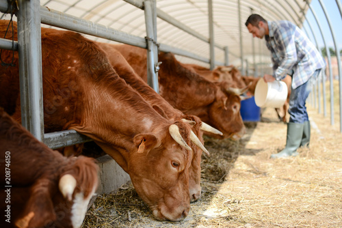 portrait of handsome farmer in a livestock small breeding husbandry farming production taking care of charolais cow and cattle