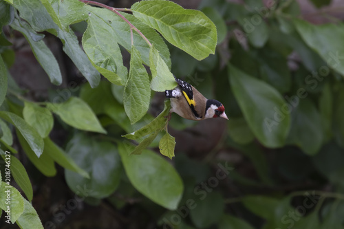 European goldfinch, Carduelis carduelis, perched on tree leaf feeding fledgling during june in scotland.  photo