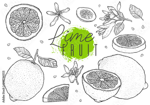 Hand drawn vector lime fruit set. Cut, slice, half, whole. Vintage style. Scetch illustration. Black line on white background.