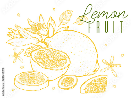 Fruit lemons hand drawn sketch. Vintage style. Color line on white background.. Vector illustration.