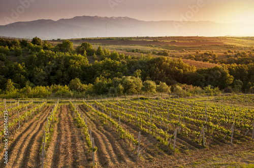 Vineyard sunset