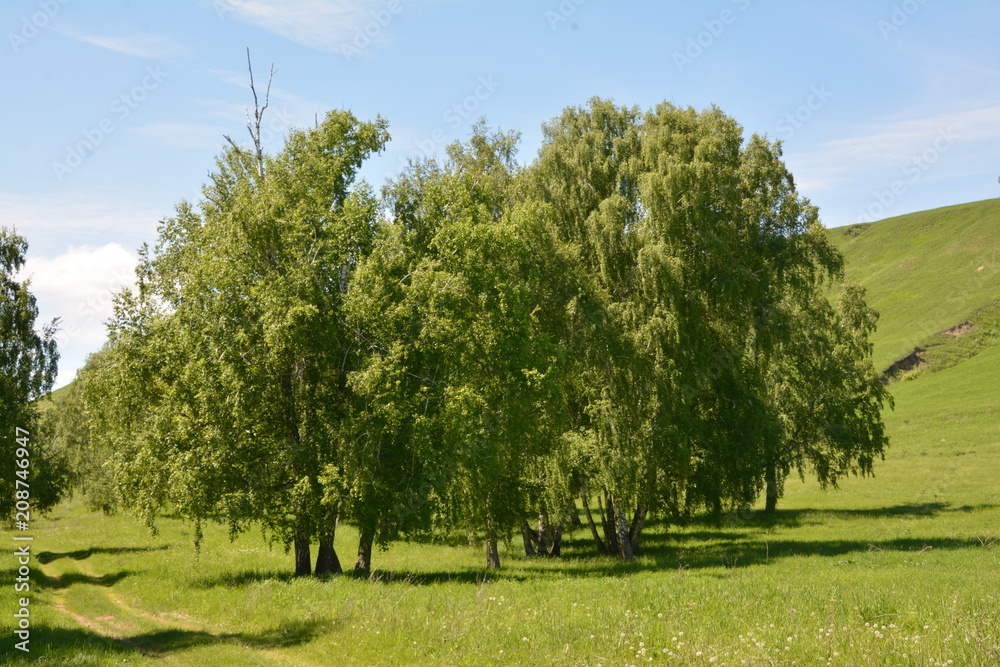 summer, season, sun, sky, heat, nature, greenery, grass, forest, blue, tree, birch, clouds, freshness, yellow, flowers, landscape, stream, spring, water, oxygen, field, mountain, hill, cliff, trail, b