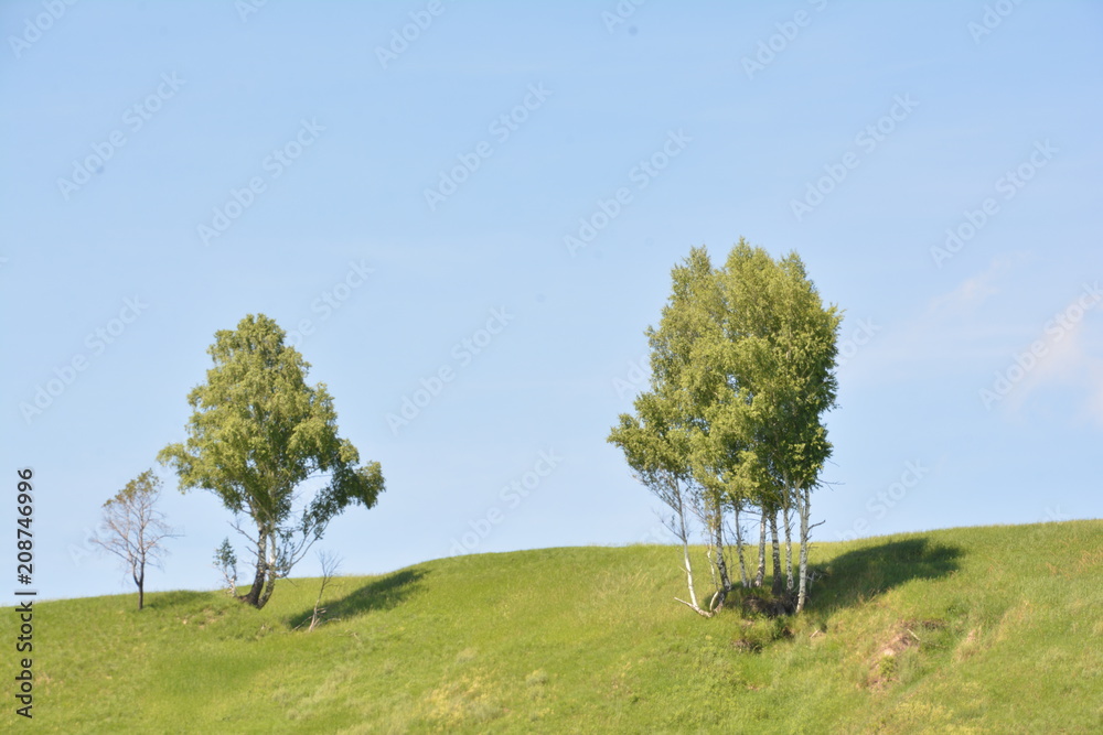 summer, season, sun, sky, heat, nature, greenery, grass, forest, blue, tree, birch, clouds, freshness, yellow, flowers, landscape, stream, spring, water, oxygen, field, mountain, hill, cliff, trail, b summer, season, sun, sky, heat, nature, greenery, grass, forest, blue, tree, birch, clouds, freshness, yellow, flowers, landscape, stream, spring, water, oxygen, field, mountain, hill, cliff, trail, b