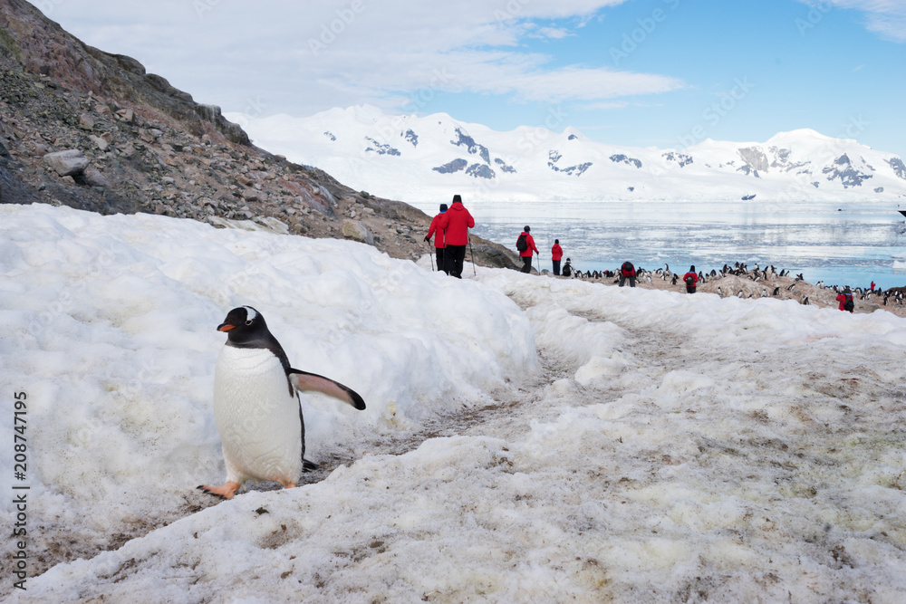 Naklejka premium penguin in Antarctic Pole